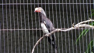 鳴くカンムリコサイチョウ（上野動物園）Crowned Hornbill Voice