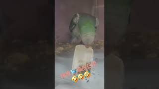 鳥寶🐦嗨啾🐦頑皮日常【冰抖】 #cc宅家  #鳥寶 #和尚鸚鵡