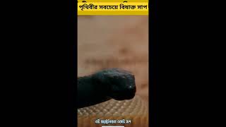 আপনি কি জানেন পৃথিবীর সবচেয়ে বিষাক্ত সাপ কোনটি।😱। #facts #shorts #factsbangla #amazing #factsshorts