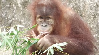 笹を貰ったレッサーパンダ、いいえポポちゃんです。　市川動植物園　スマトラオランウータン