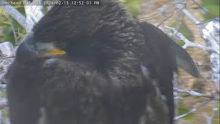 Lusa fights and does not give up Window To Wildlife Eaglets Cal & Lusa | Captiva (Florida) Eagle Cam
