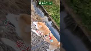 柴犬ダッシュ💨　速いよね～