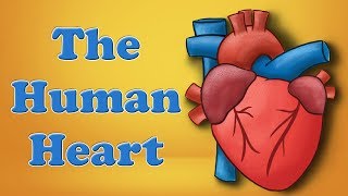 The Human Heart | #aumsum #kids #science #education #children