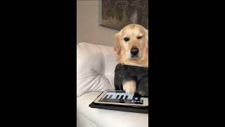 Golden Retriever playing Piano