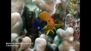 Hawaii Reef Fish Whitelist Species