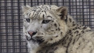 マイペースなユキヒョウ シジム~Snow Leopard