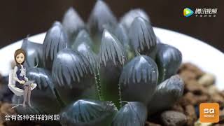 Succulents House Plants  Haworthia | 世界上最贵的多肉植物