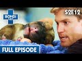 Late Night Puppy Birth Goes Horribly Wrong 🐶 | Bondi Vet Season 2 Ep12 | Bondi Vet Full Episodes