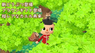 【ポケ森】ブラウンギフト登場！新どうぶつ登場！キング・ゴライアスガエル再来！など　データ更新チェック