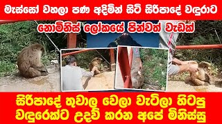 මැස්සෝ වහලා මැරෙන්න හිටපු සිරිපාදේ වඳුරෙක්ට බෙහෙත් කරපු මිනිස්සු | Sripadaya | Monkey | Sripada