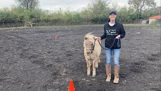 Donna and Reign. Fall 2024 Buckle Series Nov-In Hand Walk Only Showmanship