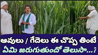 ఈ గడ్డి తింటే అవులకు గెదలకు...  || How to Grow Super Napier Grass || Cattle Grass \u0026 More Milk ||