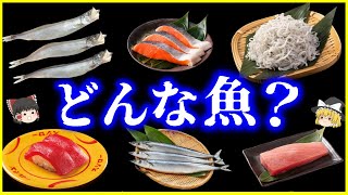 【ゆっくり解説】いつも食べてるあの魚、どんな魚？何者なのか？6選まとめ【総集編】ししゃも、しらす、マグロ、サンマ、他 ＜睡眠用＞＜作業用＞