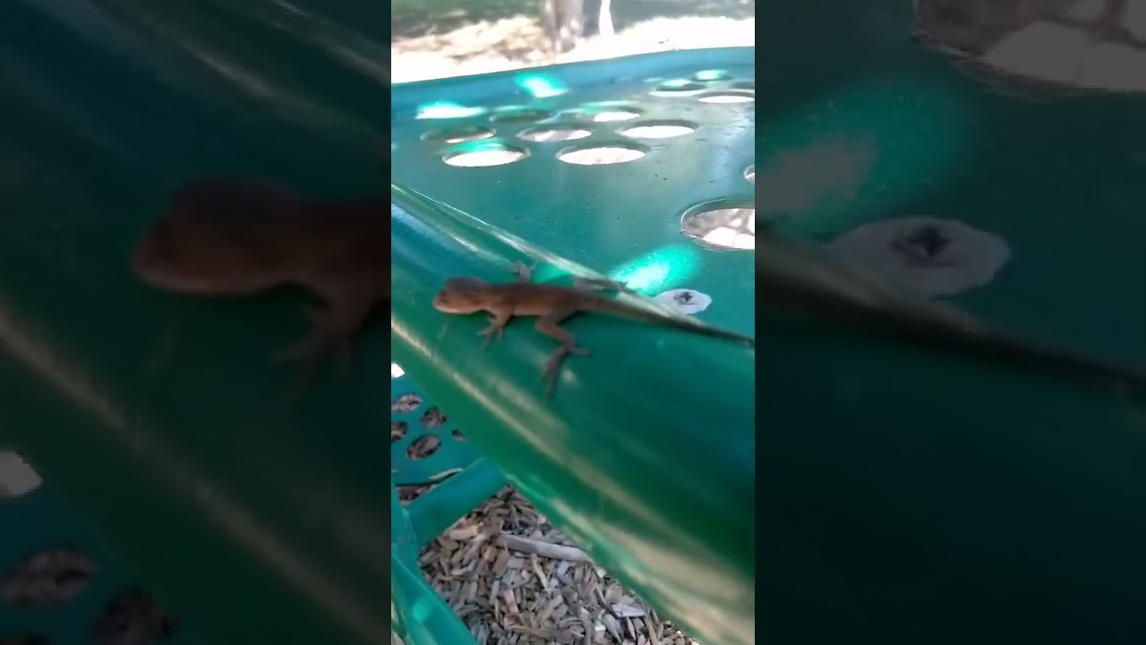 Lizard Youtube