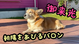 日本海の朝陽をあびるコーギー犬バロン