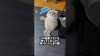 歯ブラシをもってる飼い主を見た猫の反応 #cat #siberian #サイベリアン #猫 #ネヴァマスカレード#shorts