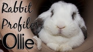 BudgetBunny: Rabbit Profiles :: Ollie