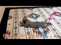 イタグレの子犬が10日間で出来るようになったこと☆ 【生後69日目】italian greyhound puppy