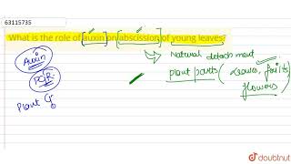 What is the role of auxin on abscission of young leaves?