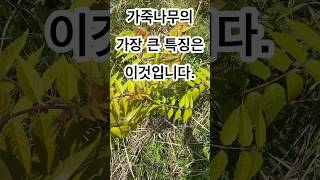 가죽나무(가중나무)알아보는 포인트