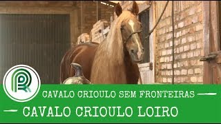 Cavalo crioulo Loiro se prepara para competir nos EUA