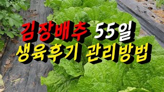 김장배추 55일째➡️ 생육후기 배추 관리법📍 결구가 잘 되도록 해줘야 할일📍 배추밭물관리, 진딧물, 노균병방제