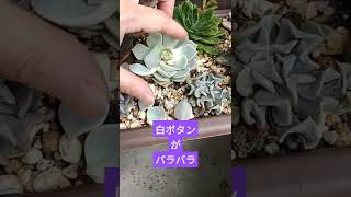 白ボタンがバラバラ