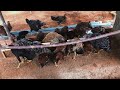 quanto dá pra ganhar com 45 galinhas comece a ganhar dinheiro com poucas aves 🐔