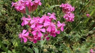 ムシトリナデシコ/Silene armeria 05_230522_北中