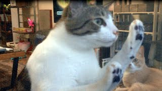 メス猫こむぎを襲った悲劇；猫おもしろ動画