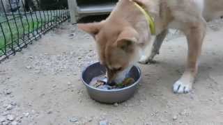 納豆生卵さんまの刺身を食う犬