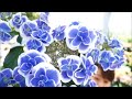 ドリップブルー 楽天 sakamotoengei さかもと園芸 ギフト プレゼント 鉢花 母の日 hydrangea あじさい cyclamen シクラメン 群馬の鉢花