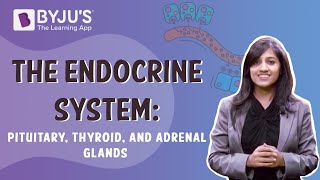 The Endocrine System - Pituitary, Thyroid, And Adrenal Glands | Class 10 | Learn With BYJU'S