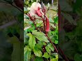 ❣️red okra at home ladyfinger homegardening okra ladyfinger