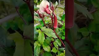 ❣️Red okra at home | Ladyfinger #homegardening #okra #ladyfinger