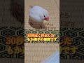 【記録に挑め 文鳥の足動かさない選手権】 クリーム文鳥のもかちゃん シルバー文鳥のぎんちゃん shorts