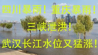 四川重庆接连暴雨，三峡泄洪！武汉长江水位猛涨！米酒做好了真好喝，家里泡椒用量大，在家自制泡椒