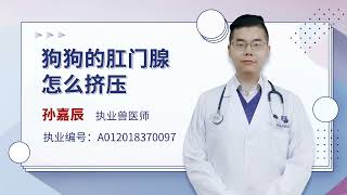 狗狗的肛門腺怎么擠壓