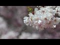 桜 sakura 2018 spring at 水源公園（愛知県豊田市）