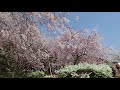 桜 sakura 2018 spring at 水源公園（愛知県豊田市）