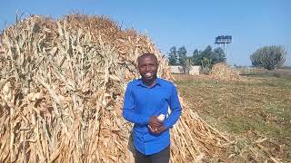 How to dry maize before storage