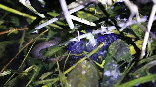 命輝く「湿原のサファイア」　上士幌町でキタサンショウウオ繁殖