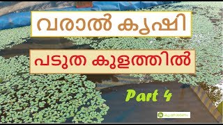 വരാൽ കൃഷി പടുതകുളത്തിൽ Part 4 - snakehead /murrel fish farming