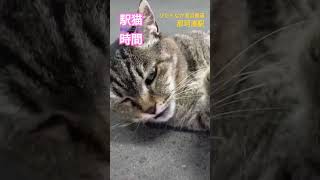 【駅猫時間】今日もまったりお見送り♪　　 #那珂湊駅 #cat #駅猫 #駅猫ミニさむ #ひたちなか海浜鉄道 #鉄道 #ひたちなか市