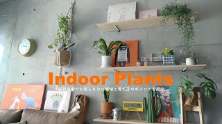 Indoor Plants｜超初心者向きの育てやすい観葉植物と育て方のポイントをご紹介