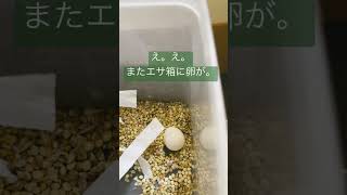 2月に卵を産んだばかりの文鳥がまた卵を産んでいました。#文鳥　#卵