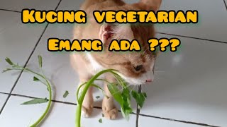 kucing lucu suka makan kangkung