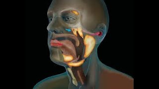 Scientists Just Discovered a Mysterious Organ Lurking in The Centre of The Human Head!