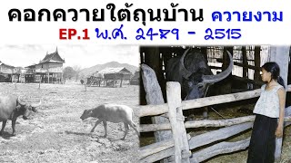 ภาพเก่าคอกควายใต้ถุนบ้าน ควายงาม ควายไถนา ระหว่างปี พ.ศ. 2479-2515  EP.1