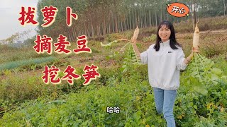 65Q：小秋回乡下摘菜，家婆种的菜做麦豆饭真香！再次来到黑糖厂挑选